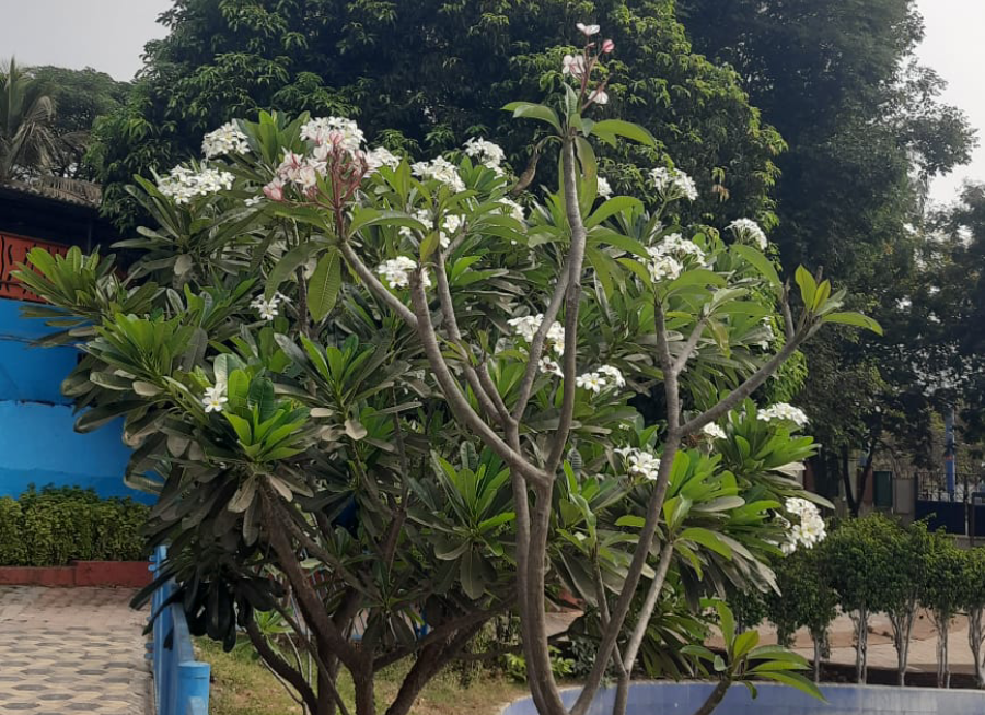 Nature's Nest